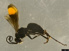 Calopompilus irritabilis