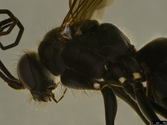 Calopompilus irritabilis