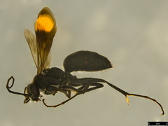 Calopompilus irritabilis