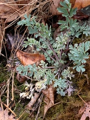 Capnoides sempervirens