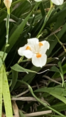 Dietes iridioides