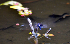 Pseudothemis zonata