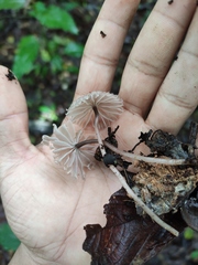 Mycena holoporphyra
