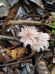 Mycena holoporphyra