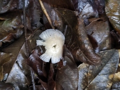 Mycena holoporphyra