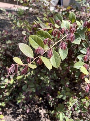 Loropetalum