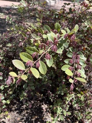 Loropetalum