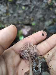 Mycena holoporphyra