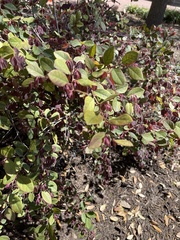 Loropetalum