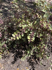 Loropetalum