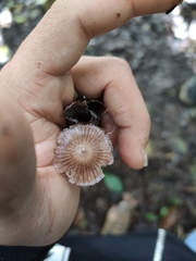 Mycena holoporphyra