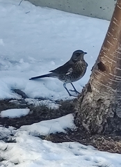 Turdus pilaris