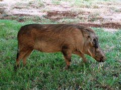 Phacochoerus africanus