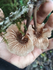 Marasmius maximus