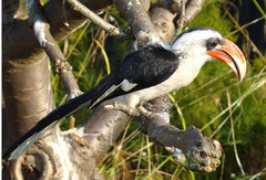 Von Der Decken's Hornbill photo 3