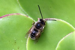 Eucera gracilipes