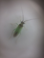 Cyrtorhinus