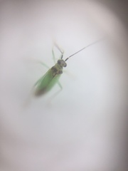 Cyrtorhinus