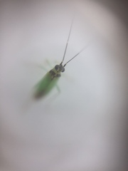 Cyrtorhinus