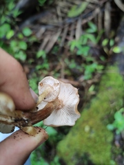 Armillaria mexicana