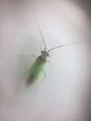 Cyrtorhinus