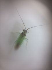 Cyrtorhinus