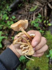 Armillaria mexicana