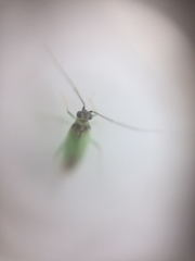 Cyrtorhinus
