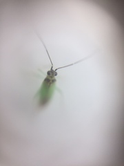 Cyrtorhinus