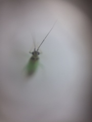 Cyrtorhinus