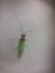 Cyrtorhinus