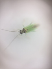 Cyrtorhinus