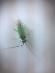 Cyrtorhinus