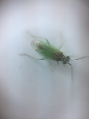 Cyrtorhinus
