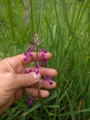 Anacamptis laxiflora