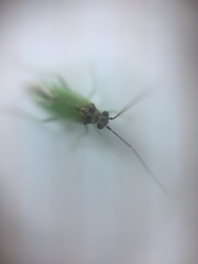 Cyrtorhinus