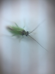 Cyrtorhinus