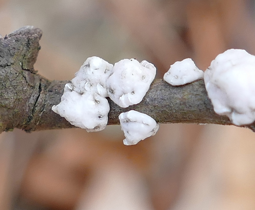 Indian Wax Scale photo 2