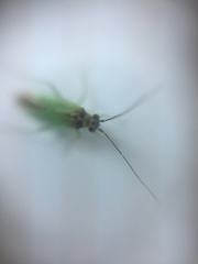 Cyrtorhinus