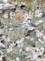 Oedoparena glauca