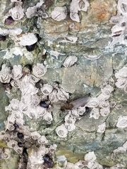 Oedoparena glauca