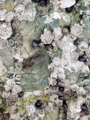 Oedoparena glauca