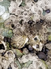 Oedoparena glauca