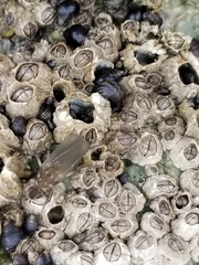 Oedoparena glauca