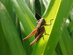 Eobiana engelhardti