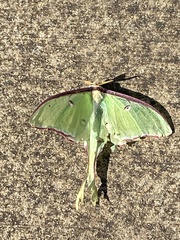 Actias luna
