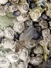 Oedoparena glauca