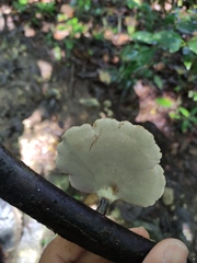 Neodictyopus dictyopus