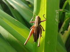 Eobiana engelhardti