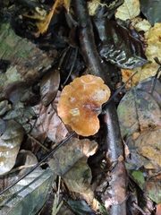 Neodictyopus dictyopus